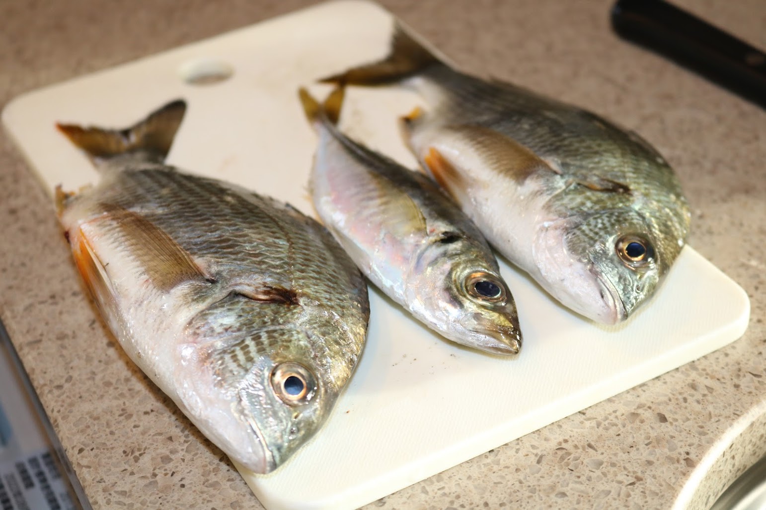 泉大津でサビキ釣り 6回目
